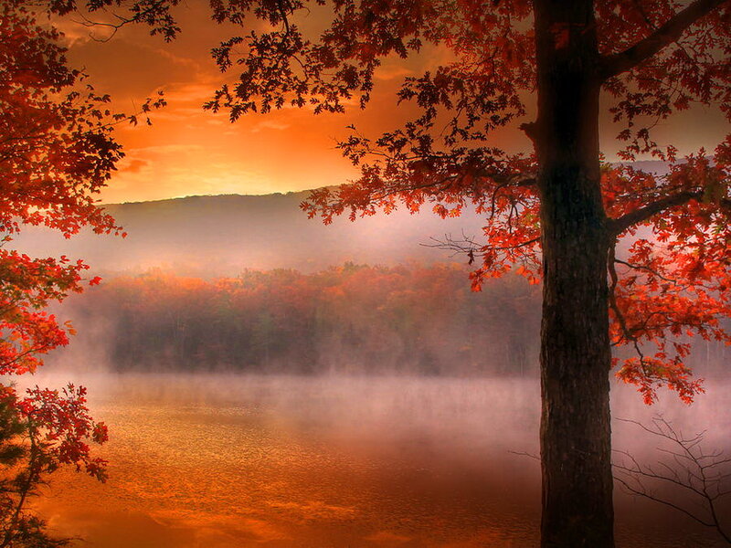 Autumn Tree by Lake — Orange, Serene, Photograph, Fog