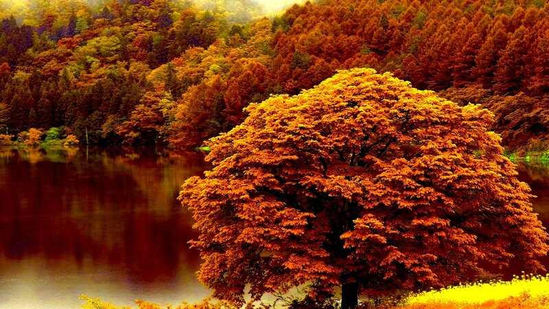 Autumn Tree by Lake — Orange, Serene, Photograph, Forest