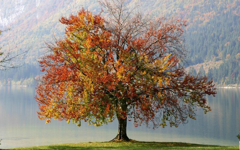 Autumn Tree by Lake — Orange, Serene, Photograph, Mountain, Grass, Green