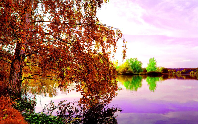 Autumn Tree by Lake — Orange, Serene, Photograph, Sky