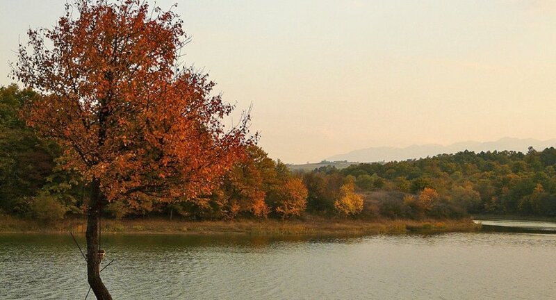 Autumn Tree by Lake — Orange, Serene, Photograph