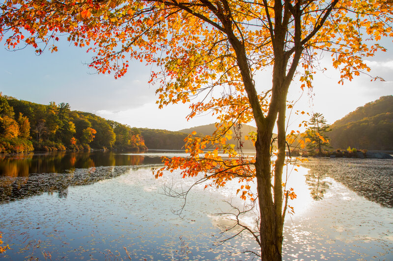 Autumn Tree by Lake — Orange, Serene, Photograph, Trees