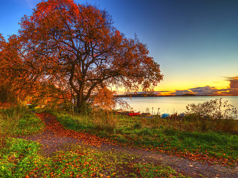 Autumn Tree by Lake — Orange, Serene, Sunset, Photograph, Path
