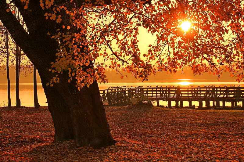 Autumn Tree by Lake — Orange, Serene, Sunset, Photograph, Pier