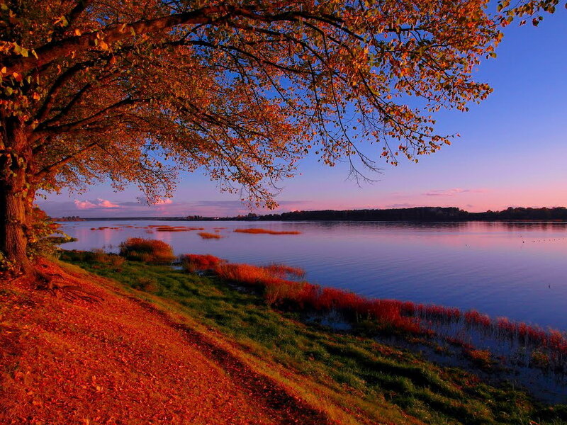 Autumn Tree by Lake — Orange, Serene, Sunset, Photograph, Sky, Grass