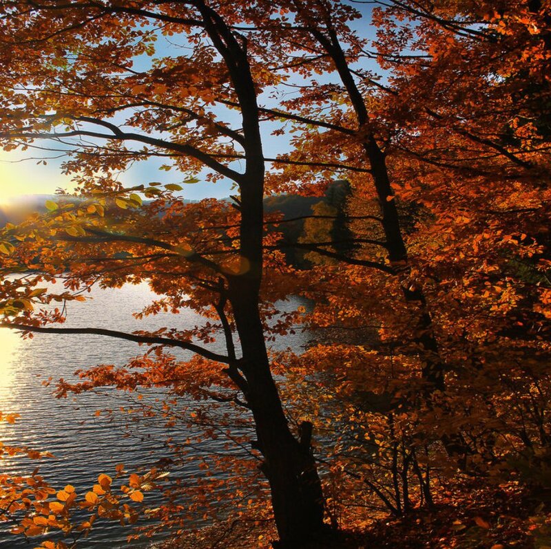 Autumn Tree by Lake — Orange, Serene, Sunset, Photograph, Trees