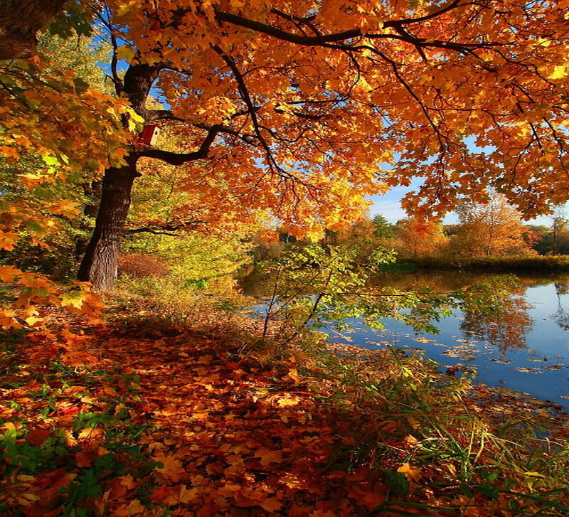 Autumn Tree by Lake — Orange, Serene