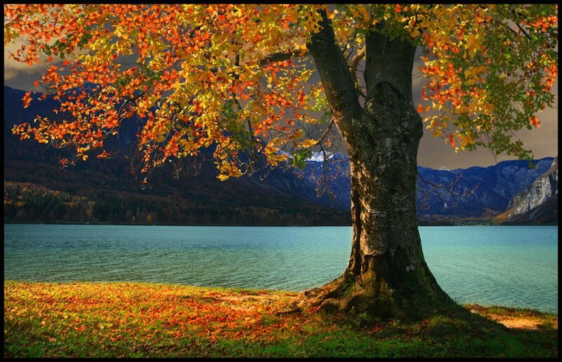 Autumn Tree by Lake — Orange
