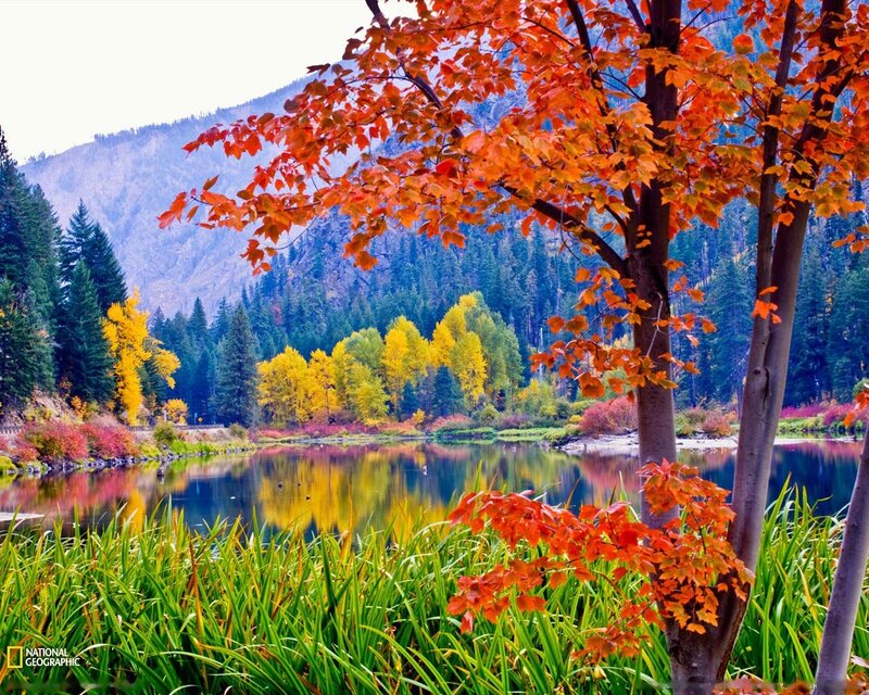 Autumn Tree by Lake — Red, Serene, Photograph, Mountain, Forest