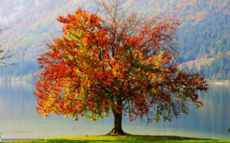 Autumn Tree by Lake — Red, Serene, Photograph, Mountain, Grass