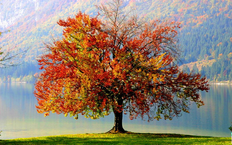 Autumn Tree by Lake — Red, Serene, Photograph, Mountain