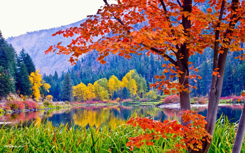 Autumn Tree by Lake — Red, Serene, Photograph, Mountain, Trees, Grass, Green