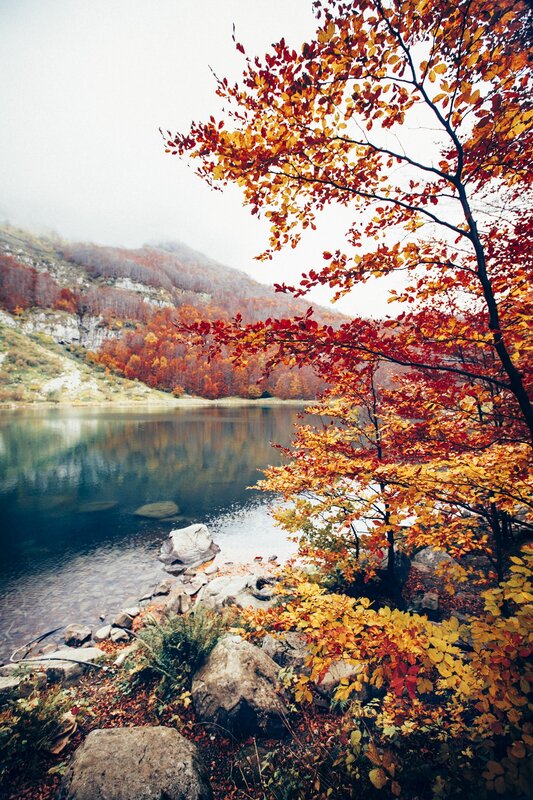 Autumn Tree by Lake — Red, Serene, Photograph, Mountain, Trees