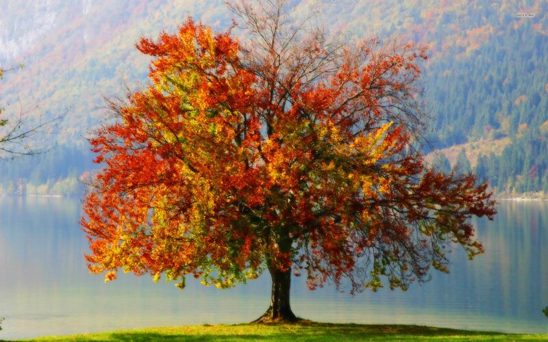 Autumn Tree by Lake — Red, Serene, Photograph