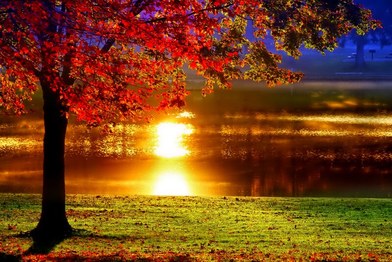 Autumn Tree by Lake — Red, Serene, Sunset