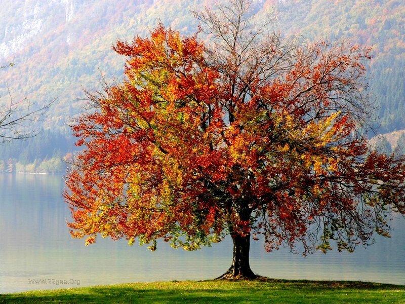 Autumn Tree by Lake — Red, Serene