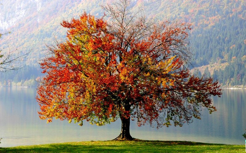 Autumn Tree by Lake — Red