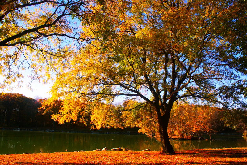 Autumn Tree by Lake — Yellow, Serene, Photograph, Fallen Leaves