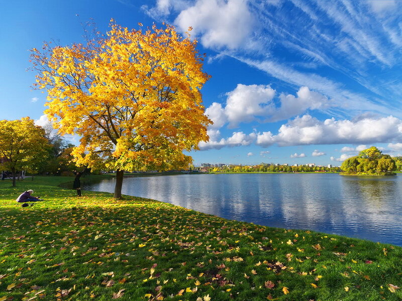 Autumn Tree by Lake — Yellow, Serene, Photograph, Grass