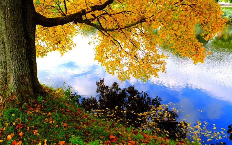 Autumn Tree by Lake — Yellow, Serene, Photograph, Leaves, Grass