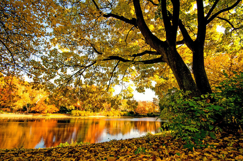 Autumn Tree by Lake — Yellow, Serene, Photograph, Leaves, Sky