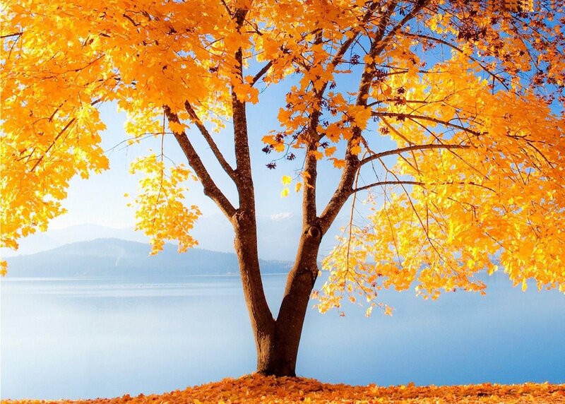 Autumn Tree by Lake — Yellow, Serene, Photograph, Mountains, Fallen Leaves