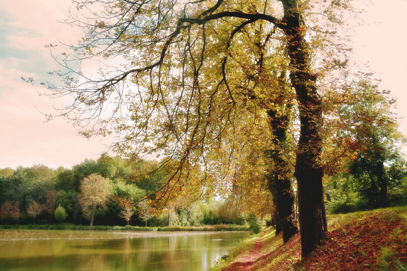 Autumn Tree by Lake — Yellow, Serene, Photograph, Path