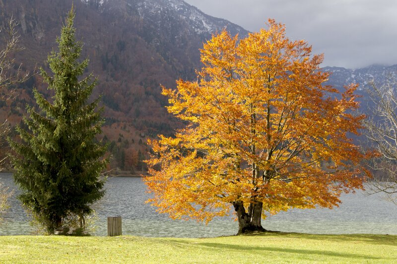 Autumn Tree by Lake — Yellow, Serene, Photograph, Pine Tree