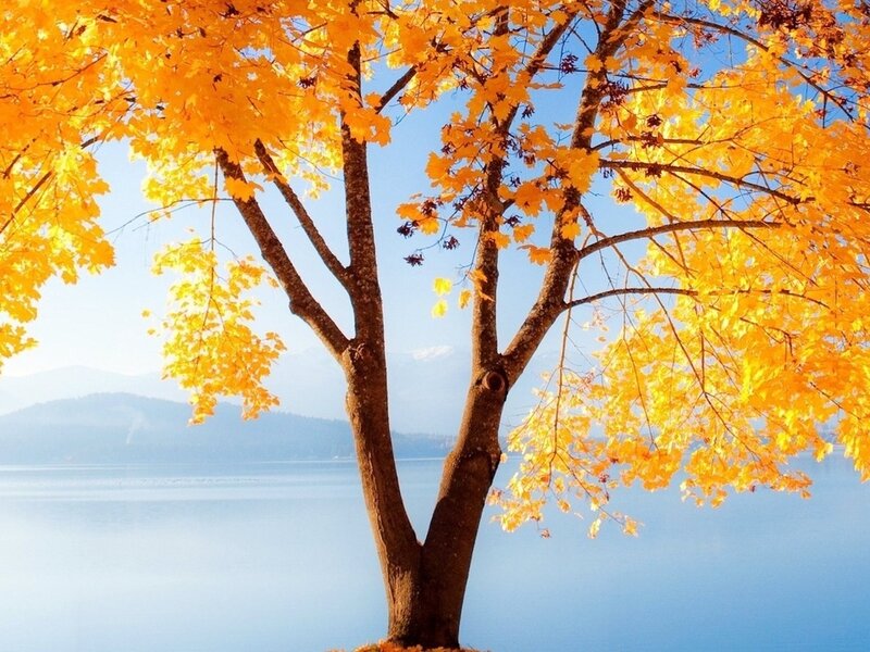 Autumn Tree by Lake — Yellow, Serene, Photograph