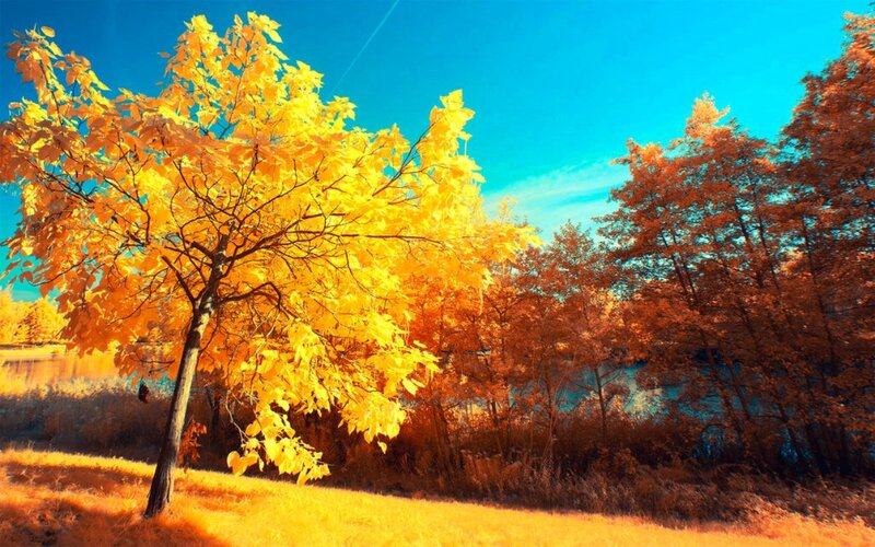 Autumn Tree by Lake — Yellow, Serene, Photograph, Trees