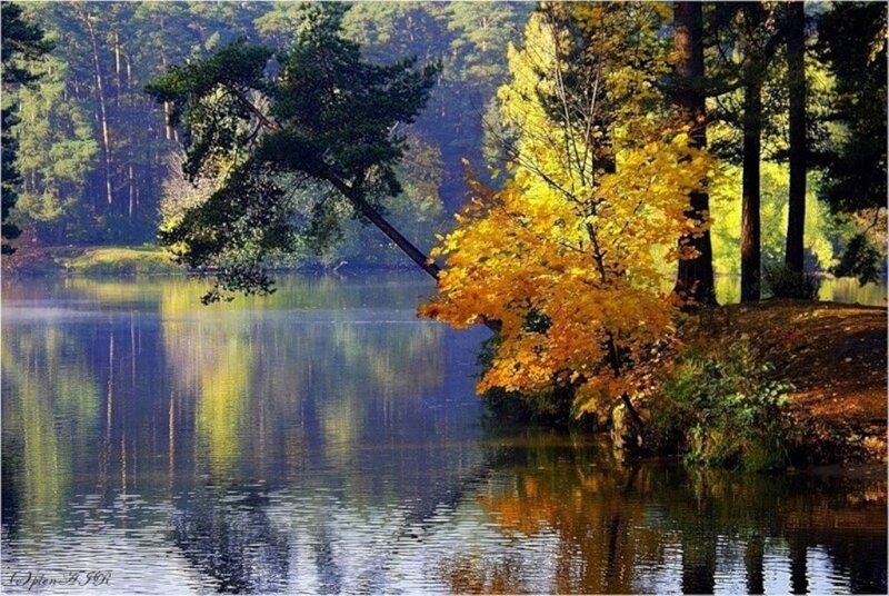 Autumn Tree by Lake — Yellow