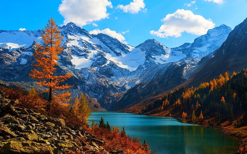 Autumn Tree by Mountain Lake