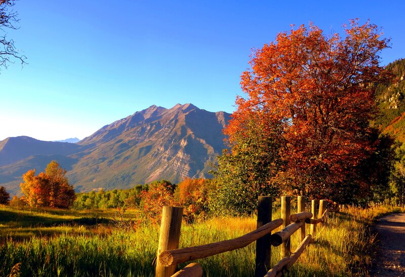 Autumn Tree by Mountains