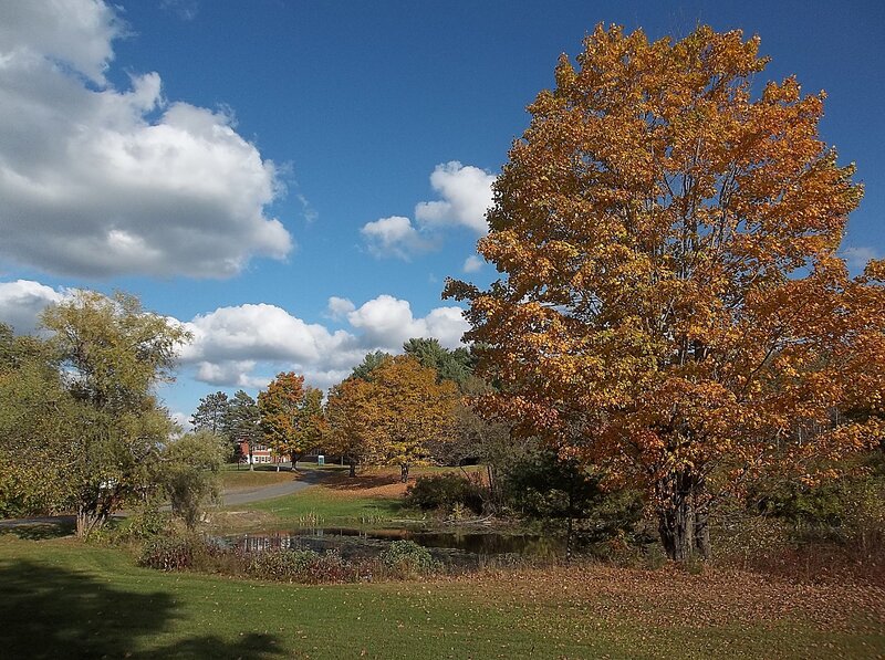 Autumn Tree by Pond — Blue