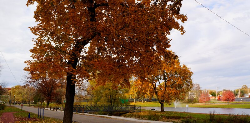 Autumn Tree by Pond — Orange, Serene