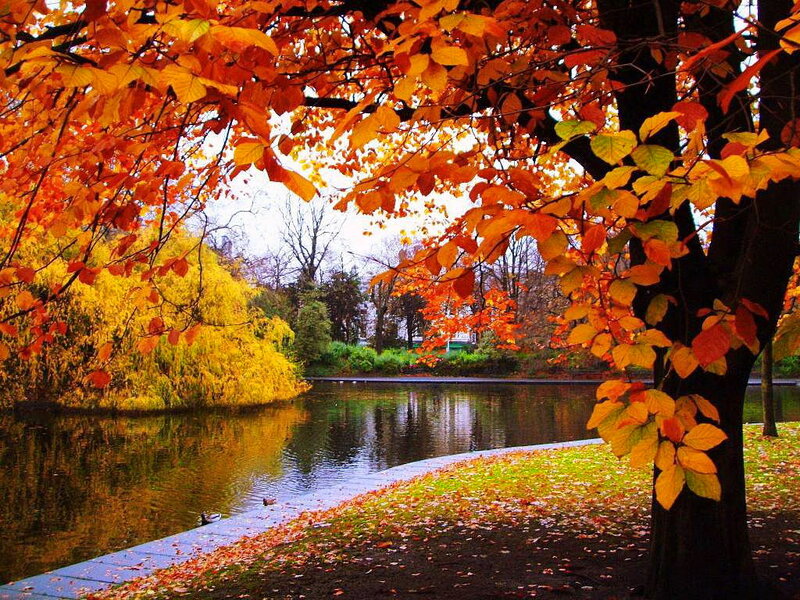 Autumn Tree by Pond — Orange