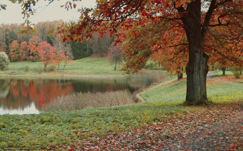 Autumn Tree by Pond — Red, Serene