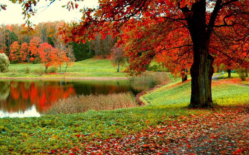 Autumn Tree by Pond — Red