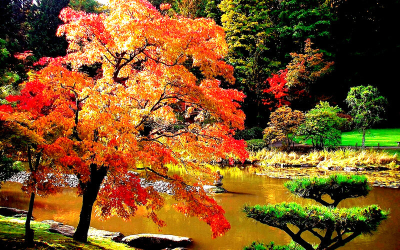Autumn Tree by Pond