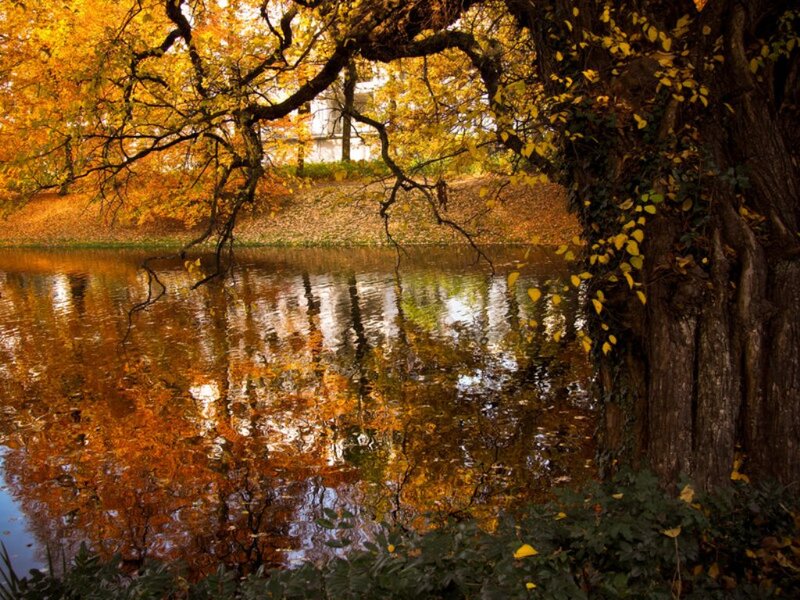 Autumn Tree by Pond — Yellow