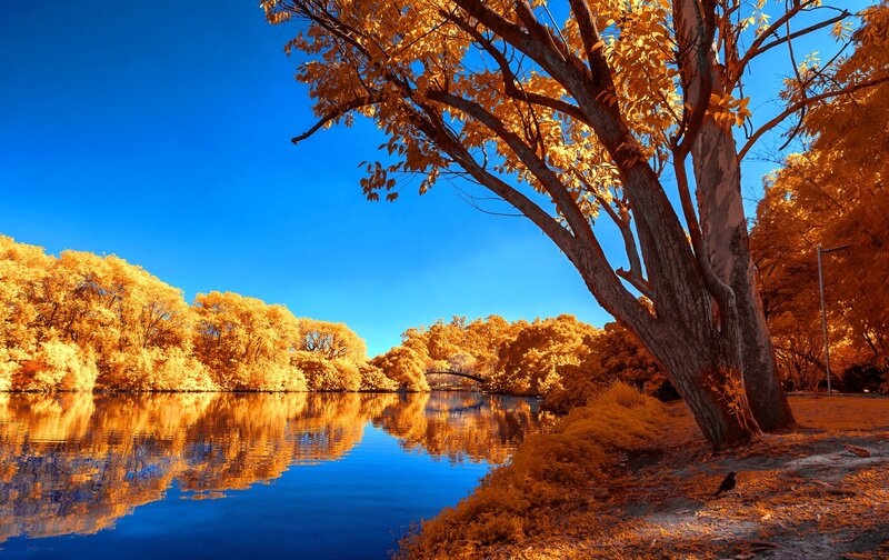 Autumn Tree by River — Blue