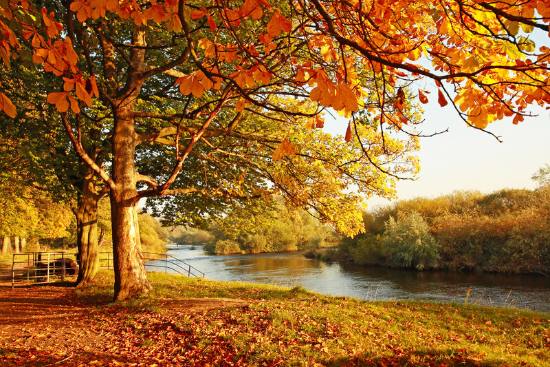 Autumn Tree by River — Orange, Serene