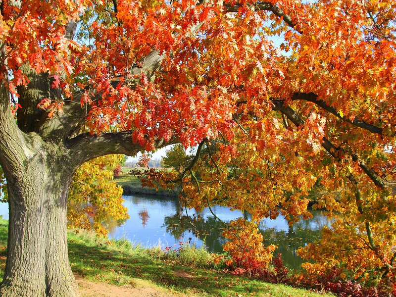 Autumn Tree by River — Orange