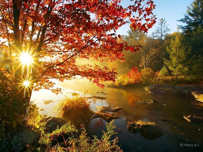 Autumn Tree by River — Red, Serene, Morning, Photograph