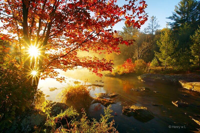 Autumn Tree by River — Red, Serene, Morning