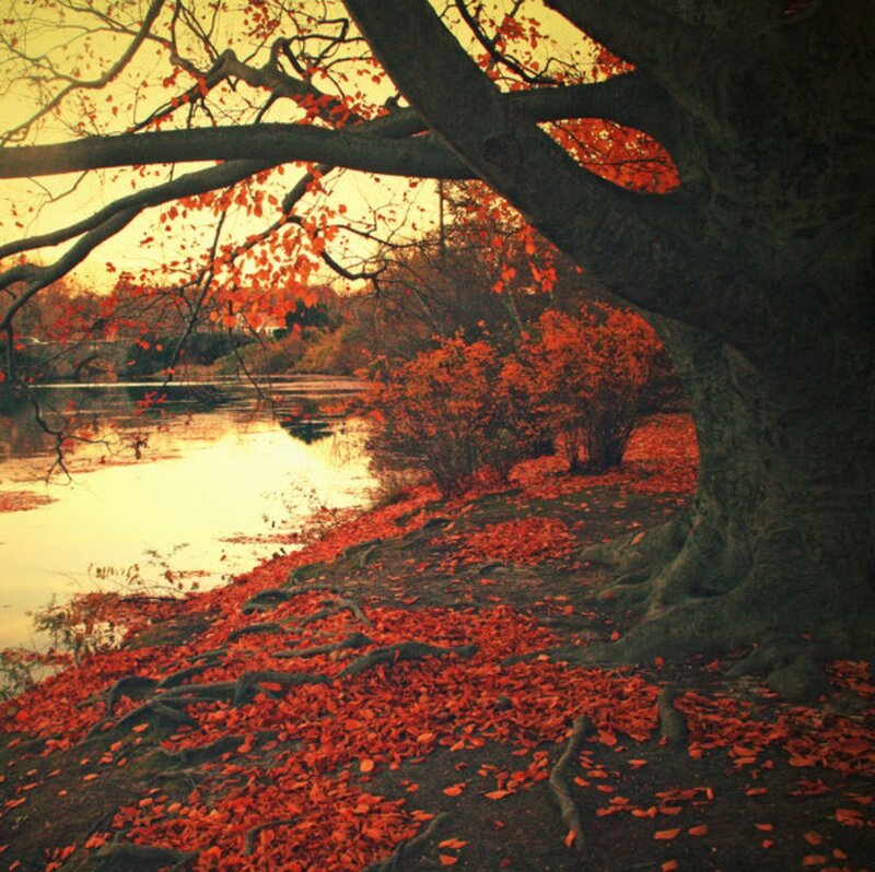 Autumn Tree by River — Red, Serene