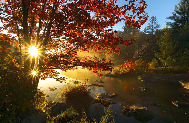 Autumn Tree by River — Red