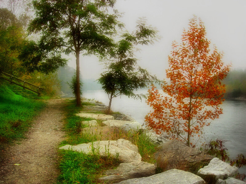 Autumn Tree by River