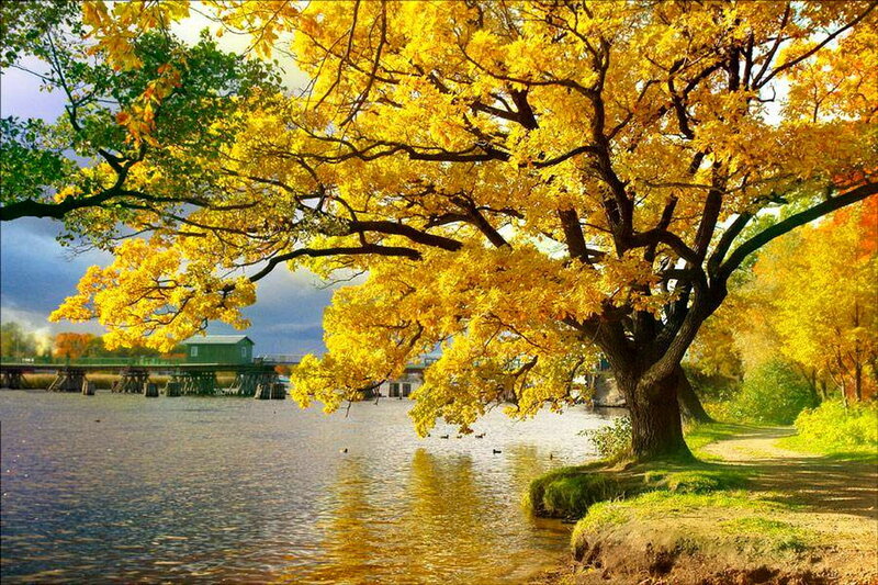 Autumn Tree by River — Yellow, Serene, Photograph, Bridge