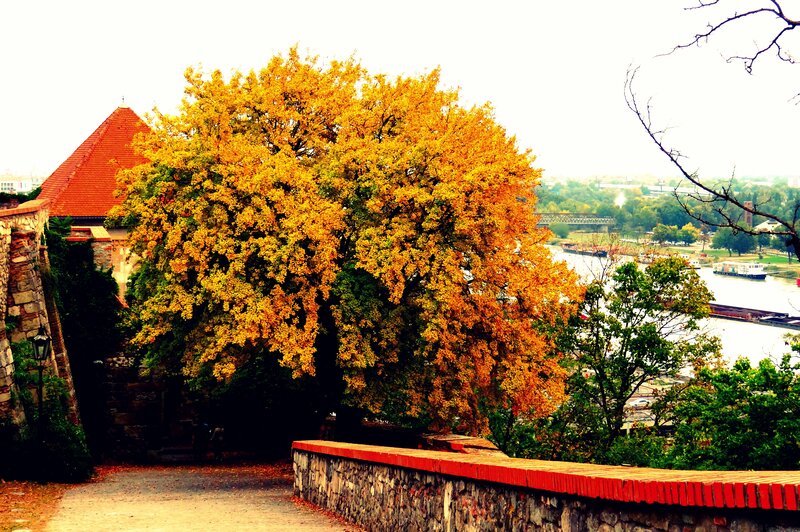 Autumn Tree by River — Yellow, Serene, Photograph, Castle Wall